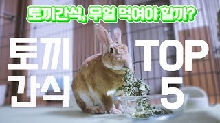 【토끼 키우기】 토끼에게 어떤 간식을 주어야 할까? 토끼에게 좋은 간식 TOP 5