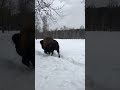 Огромный Зубр вышел на прогулку bison удивительная встреча с диким Бизоном wildlife