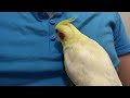 Mati bird Play with my dress button