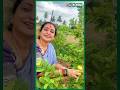 அணில் சாப்பிட்டுட்டு நமக்காக கொஞ்சம் வெச்சிருக்கு | Actress Seetha | Farming| Harvest