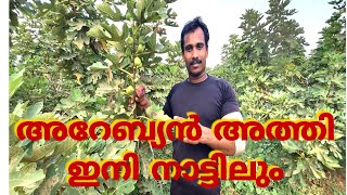 അറേബ്യൻ അത്തി നമുക്കും മുളപ്പിച്ചാലോ(how to growing Arabian fig in kerala)