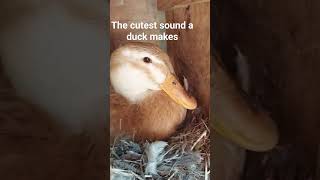 Adorable Broody duck makes the cutest sound #cuteanimals #farmlife #duck #cutefarmanimals