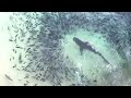 Galapagos Sharks Feeding Off of Ascension Island || ViralHog