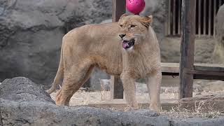 とべ動物園 ライオン舎 クレイ 20250105