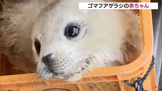 沼津市 ぬいぐるみみたいでかわいい ゴマフアザラシの赤ちゃん（静岡県）