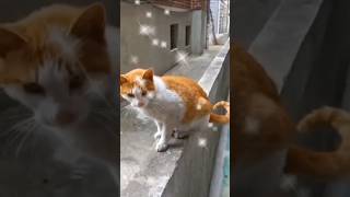 공원냥이가 된 길냥이들 😺 🥰 버터야 🧈파이팅 1.🤨😯😸