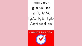 Immunoglobulins Antibody Functions #biology #microbiology #immunology #immunesystem #review #shorts