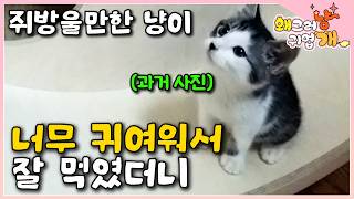 엄마 집사의 관심과 사랑으로 확대된 고양이! 그러나 비만이라는 진단에 속상하기만 한 집사들..┃#왜그러냥귀엽개