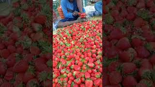 Mast chora strawberry🍓🍓🍓🍓 packing kerta hua.