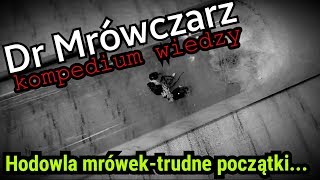 Trudne początki hodowli mrówek - poradnik | Dr Mrówczarz #6