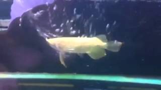 Albino Crossback Arowana