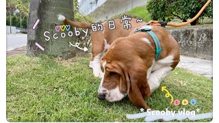 【第一只狗狗 Scooby】巴吉度猎犬的日常 | vlog