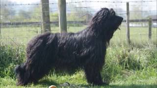 Briard Azera   learning the Basics for working trials