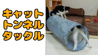 遊び方あってる？キャットトンネルの中で滑る猫と横からタックルする猫 #shorts