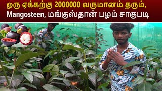 ஒரு ஏக்கற்கு 2000000 வருமானம் தரும், Mangosteen, மங்குஸ்தான் பழம் சாகுபடி