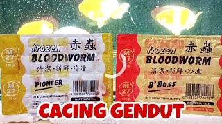 Review Pakan Cacing Beku BLOODWORM PIONEER dan BBOSS PREMIUM untuk Ikan Maskoki ‼️