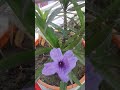 বেগুনি রুয়েলিয়া বা পটপটি ফুল ruellia tuberosa  