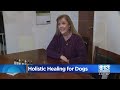 holistic healing for dogs