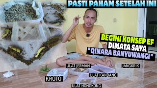 PASTI PAHAM SETELAH MELIHAT INI ‼️ KONSEP EF UNTUK SEMUA BURUNG DIMATA QINARA BANYUWANGI