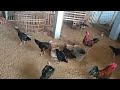 suara ayam ketawa berkokok hari ini persilangan ayam pelung Bangkok ketawa