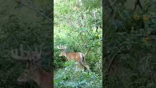 Iowa buck #short#youtube #shortsfeed #shortsvideo