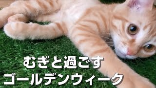 ほぼ通常運転なむぎのゴールデンウィーク【元保護猫むぎ】