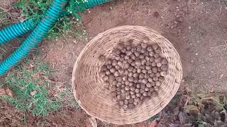 Burma Teak seeds germination process