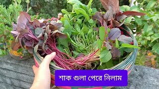 ঝুড়ি ভর্তি করার চ্যালেঞ্জ 😱 / ছাদ বাগানের সবজি দিয়ে ঝুড়ি ভর্তি করলাম #youtube