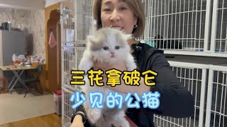 一只什么样的猫，养户竟然要卖10万？三花拿破仑猫？