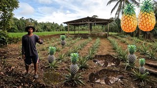 PINAMAHAYAN NG PALAKA ANG AMING PINYAHAN PAGLILINIS NG PINYAHAN