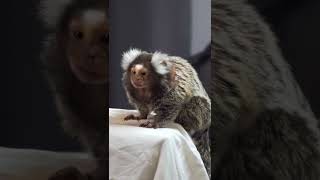 Tito the Marmoset