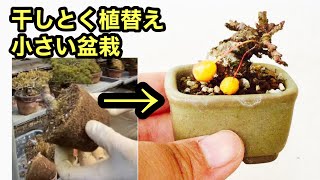 【小品盆栽】ズミ盆栽植替え準備・黒松盆栽針金・芽切り・葉透かし経過・土佐水木盆栽・紅葉盆栽植替え後経過やじま園@tane.bonsai