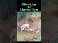 albino lion vs siberian tiger leão albino vs tigre siberiano shorts animal nature biology