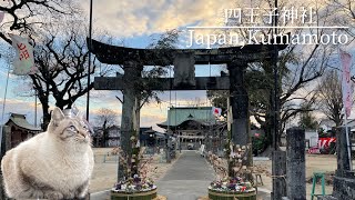 【猫神社】猫たちが集まる神秘的な神社へ行く