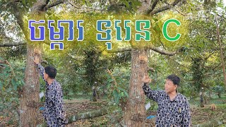 ចំការទុរេន C ទាំងដើមតូច 5ឆ្នាំ និងដើមធំ 14ឆ្នាំ មាន 450ដើម ។ អាយុ14ឆ្នាំ 150ដើម ឯ អាយុ5ឆ្នាំ 300ដើម