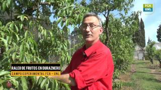 Raleo de Frutos en frutales de carozo