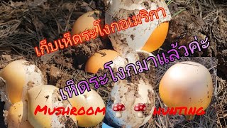 Ep.22 เก็บเห็ดระโงกที่ป่าอันร่มรื่น Mushroom 🍄 hunting/Natcha in USA Channel