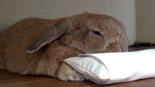 ウサギのお昼寝は、こうするデス。(チャップ・ダンダンウー)　Nap of the rabbit is such a way.