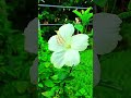 জবা ফুল hibiscus flowers hibiscusflower nature flower love