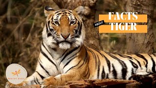 Wild Animals -PART 2 Fun Facts For Kids