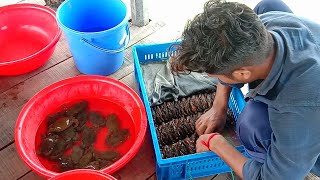 Soft-shelled crab farming is a profitable method| নরম খোলসের কাঁকড়া চাষ পদ্ধতি।