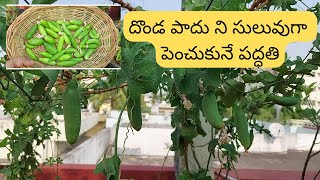 దొండ పాదు ని సులువుగా పెంచుకునే పద్ధతి || Vana's Terrace Garden