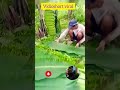 cara panen daun pisang. #shortvideo #alim728 #shortsviral