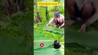 cara panen daun pisang. #shortvideo #alim728 #shortsviral