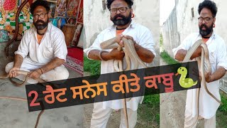 ਰੈਟ ਸਨੇਕ ਬਾਰੇ ਜਾਣਕਾਰੀ ਪ੍ਰਾਪਤ ਕਰੋ। Krait Snake related Information | Naagk22