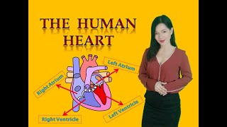 The Human Heart for Kids