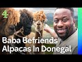 Babatunde Interviews Alpacas & Joins A Trad Band In Donegal | Where To Next? | Channel 4