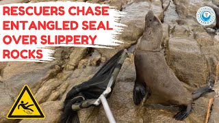 Rescuers Chase Entangled Seal Over Slippery Rocks