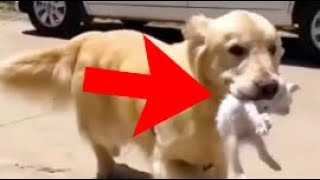 The dog saw a dying kitten in the grass.. What the dog did surprised everyone!