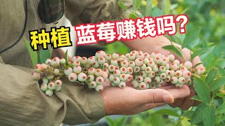 农村退休教师投资50万，种12亩蓝莓，5年内能收回成本吗？